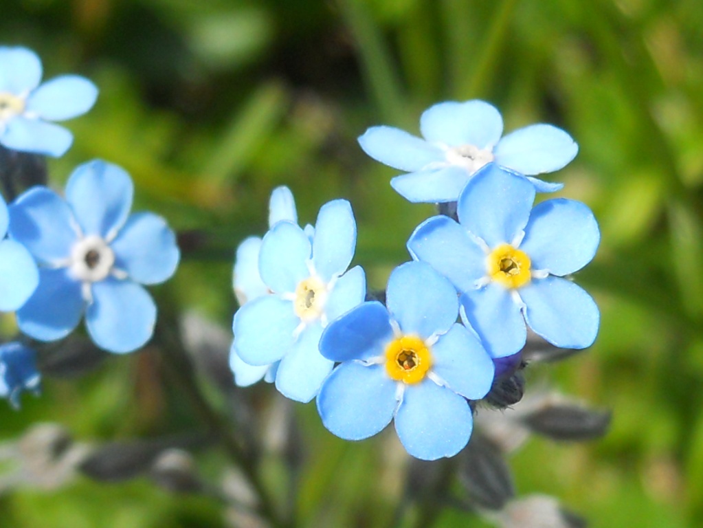 Piccolo fiore blu - Myosotis sp.